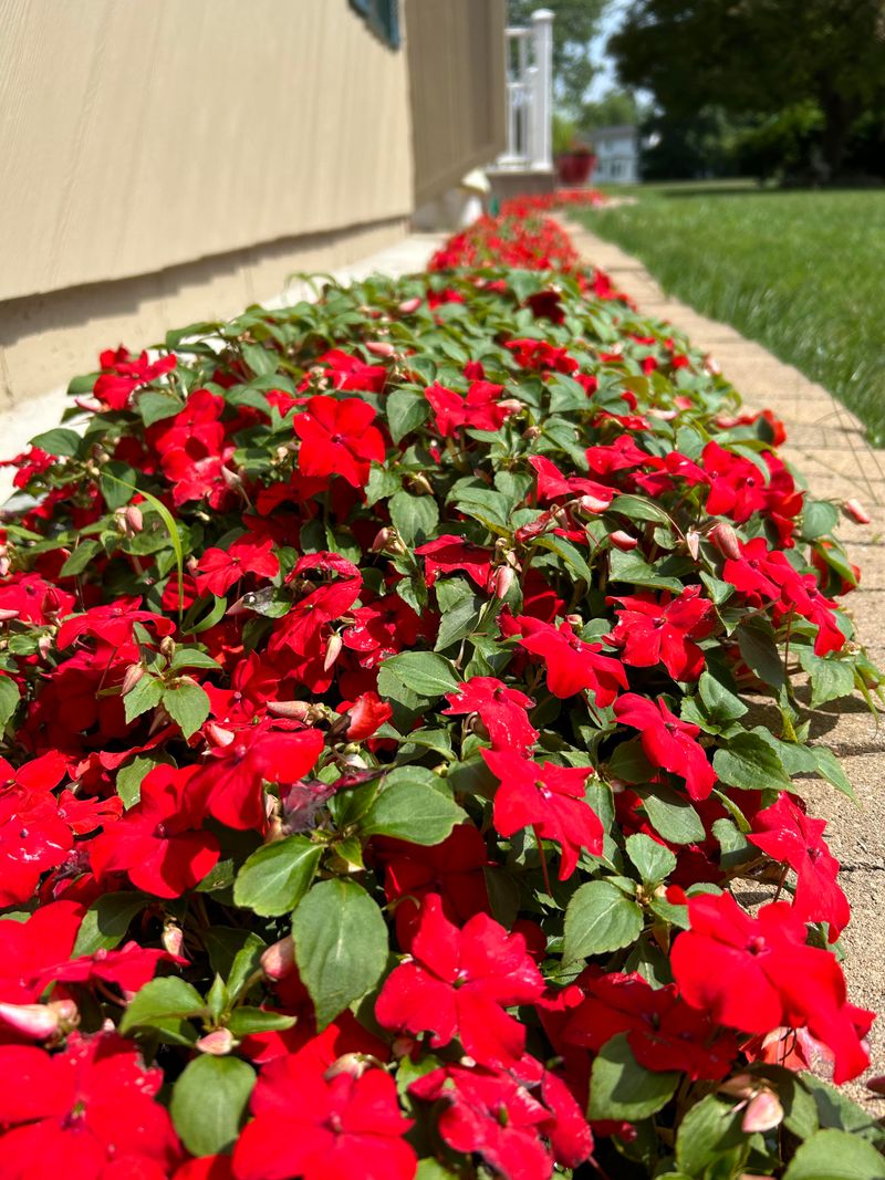 Impatiens Wilt Before Anything Else Does