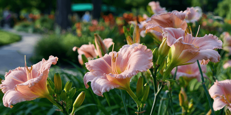 Implement Strategic Fall Watering for Arizona Water Conservation