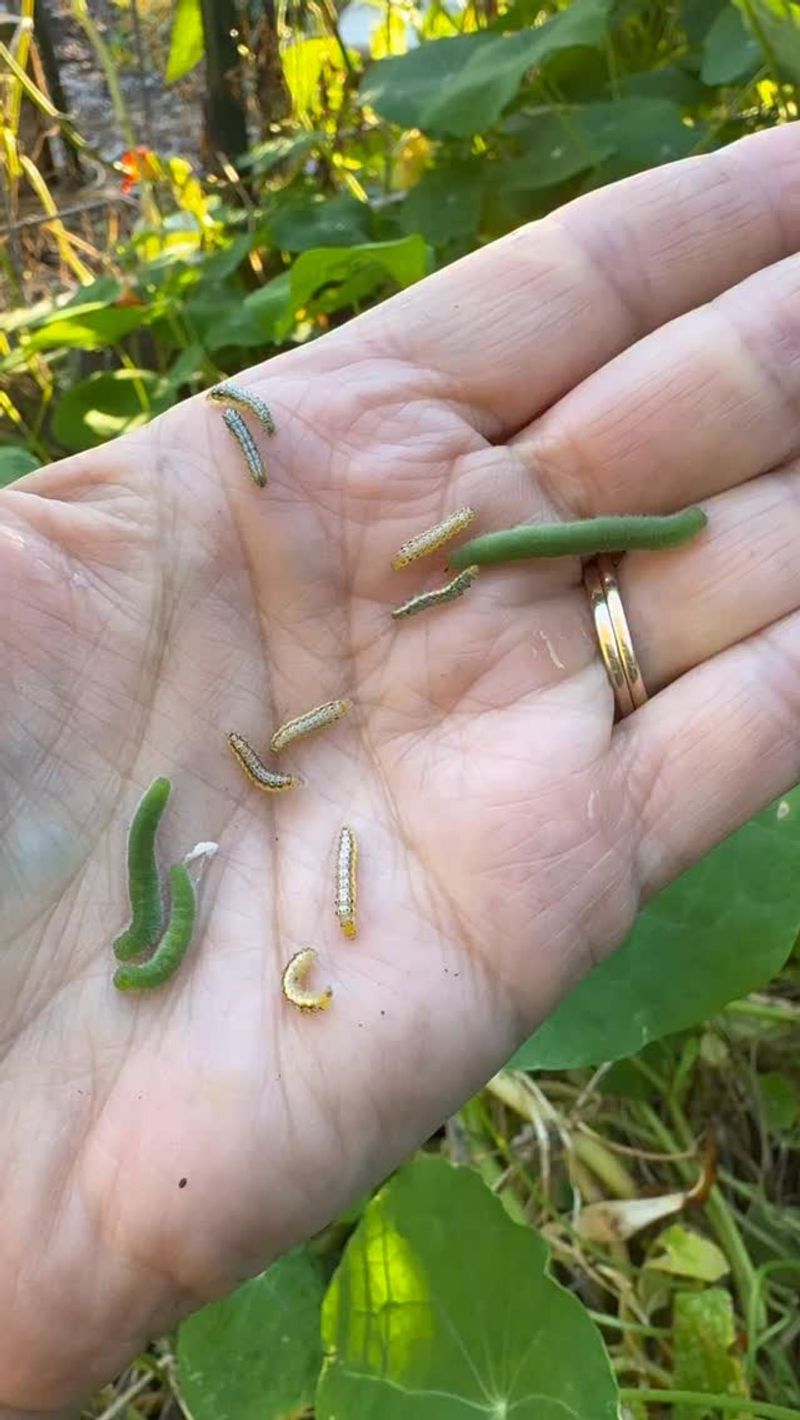 Imported Cabbageworms Are Velvety Green