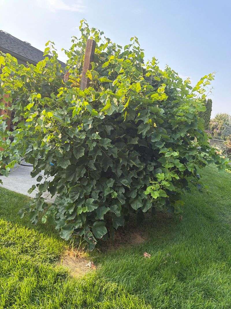 Improve Air Circulation Around Vines With Proper Maintenance