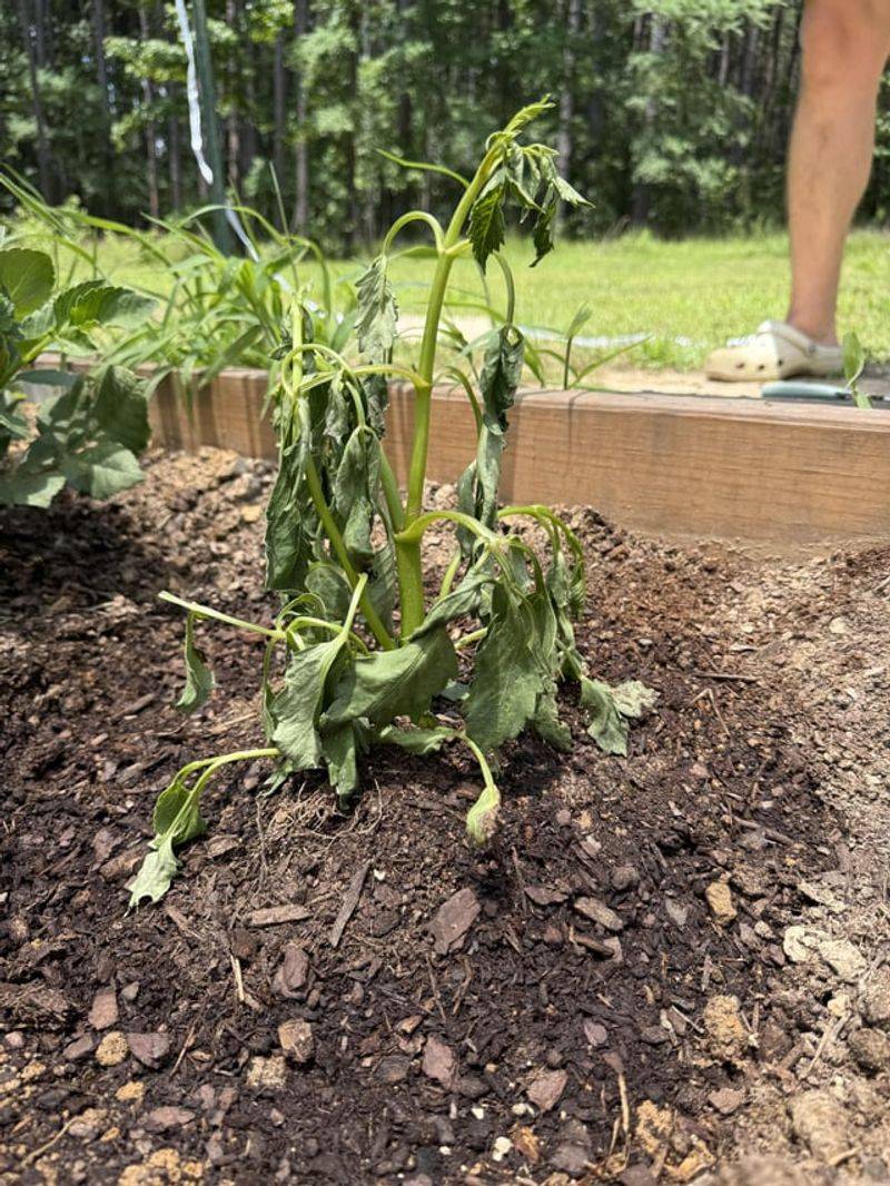 Improve Drainage Around Dahlia Roots