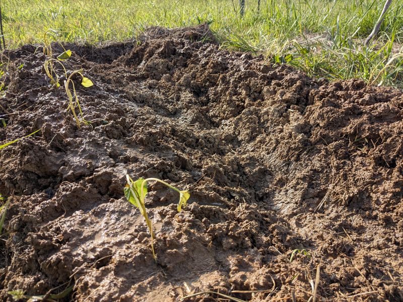 Improve Drainage In Heavy Soil