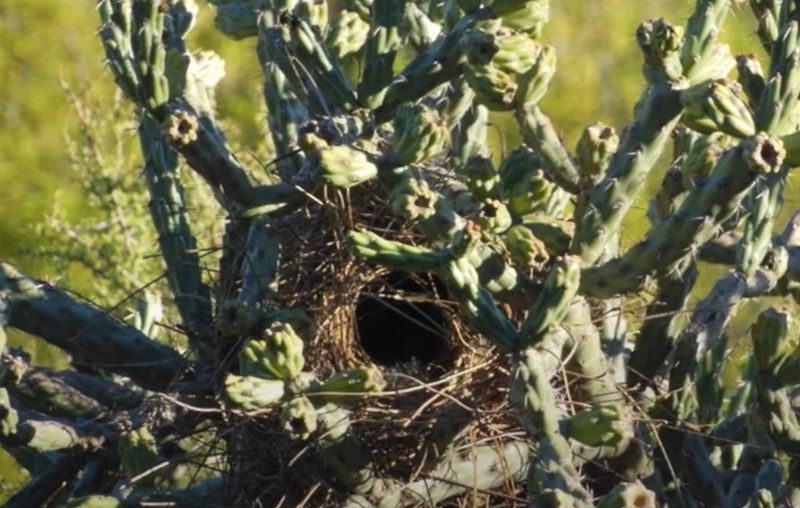 Improve Habitat Without Expecting a Guaranteed Return Improve Habitat Without Expecting a Guaranteed Return