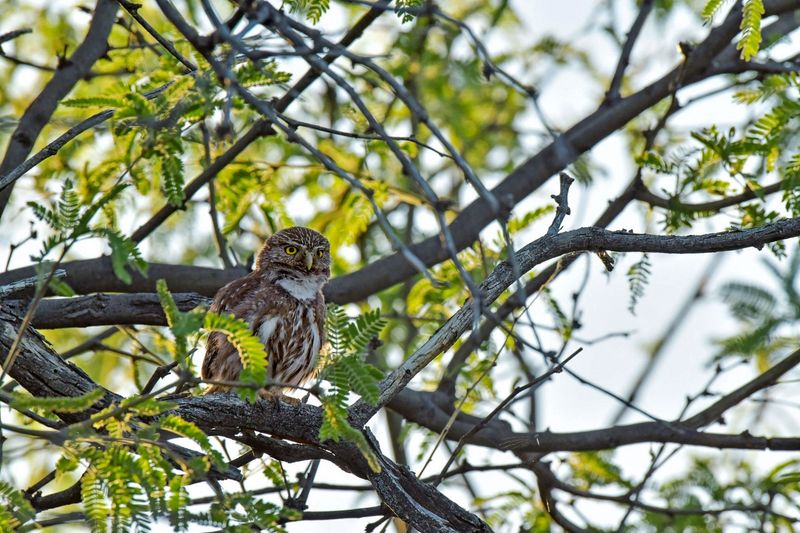 Improve Low-Desert Habitat Without Manufacturing a Pest Supply