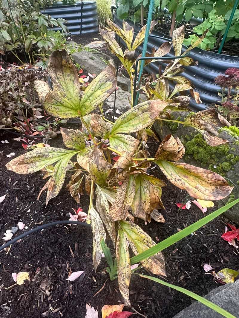 Improve Soil Conditions Before Peonies Enter Dormancy Improve Soil Conditions Before Peonies Enter Dormancy