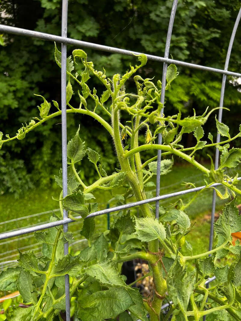 In Pastures And Hay Fields Treated For Broadleaf Weeds, The Problem Can Begin In Pastures And Hay Fields Treated For Broadleaf Weeds, The Problem Can Begin