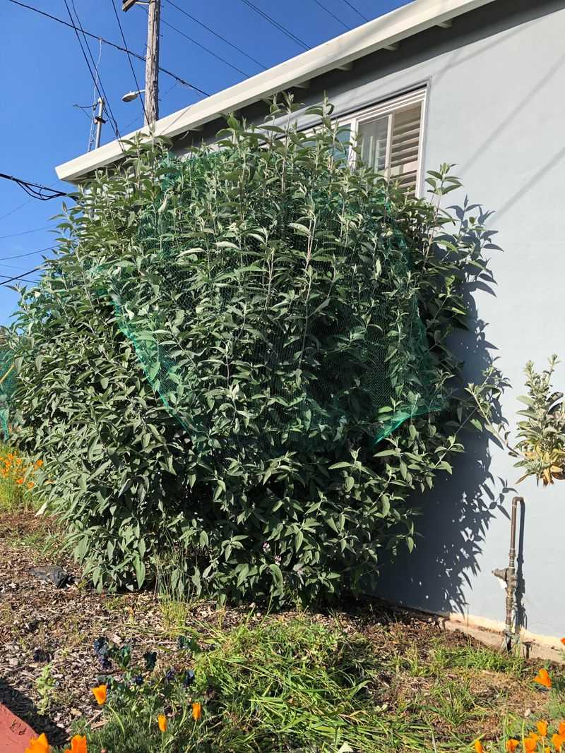 In Small Foundation Beds