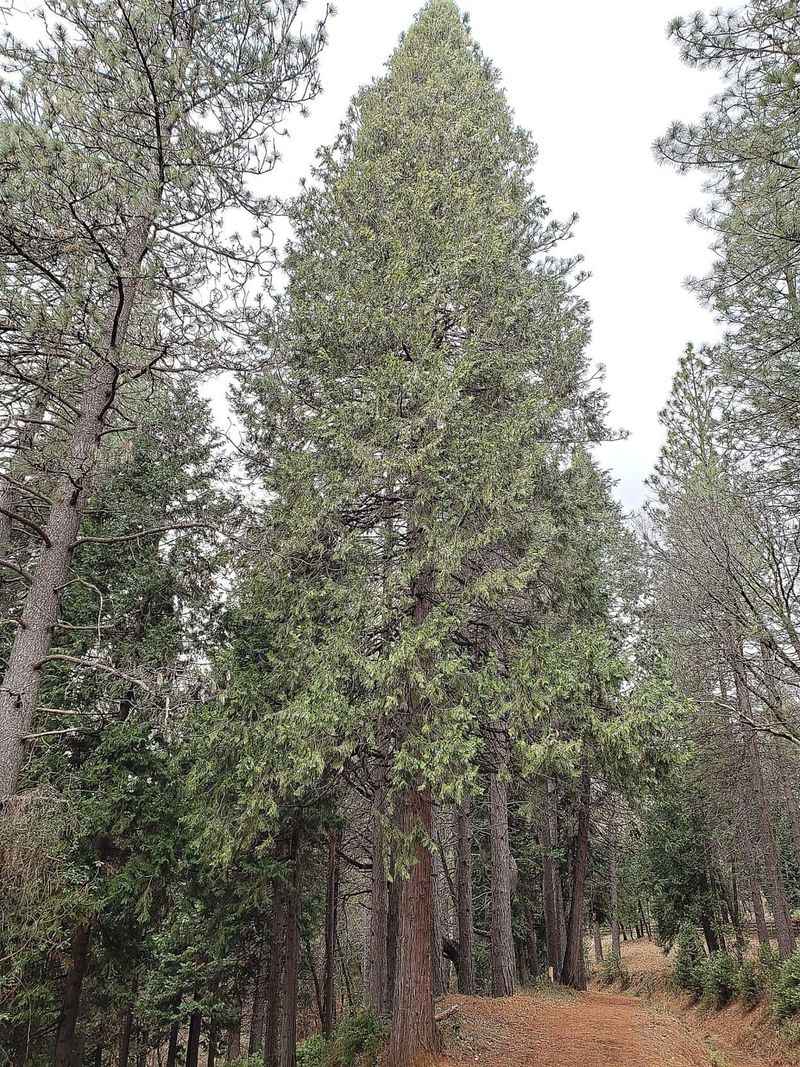 Incense Cedar Incense Cedar