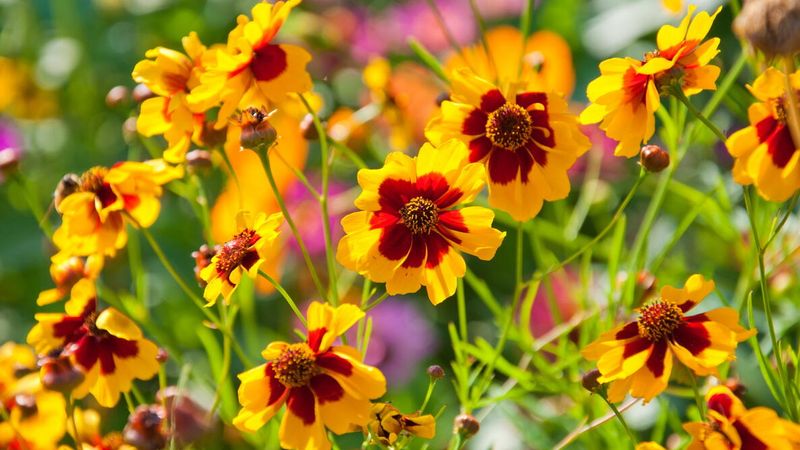 Include Coreopsis For Summer Long Seeds