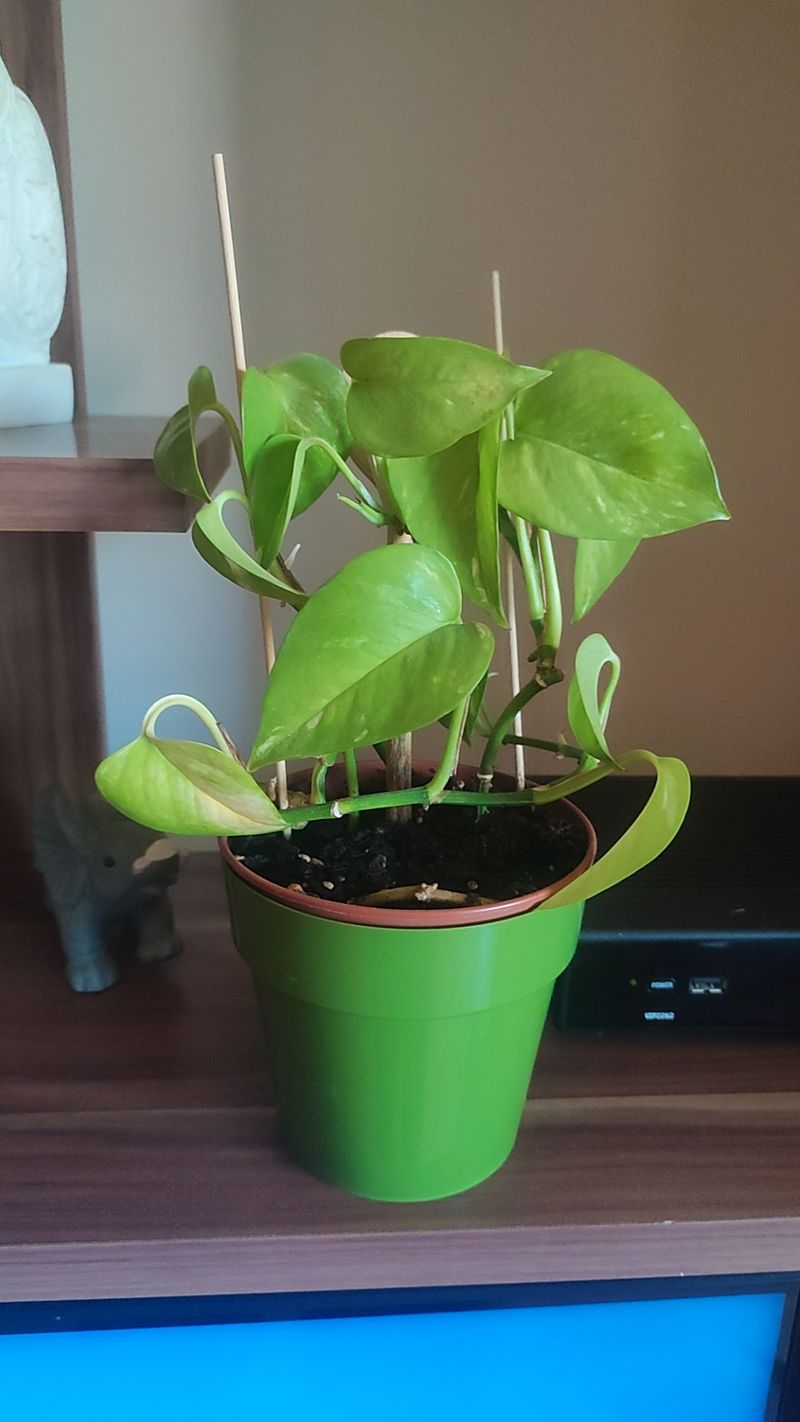 Inconsistent Feeding Can Limit New Growth