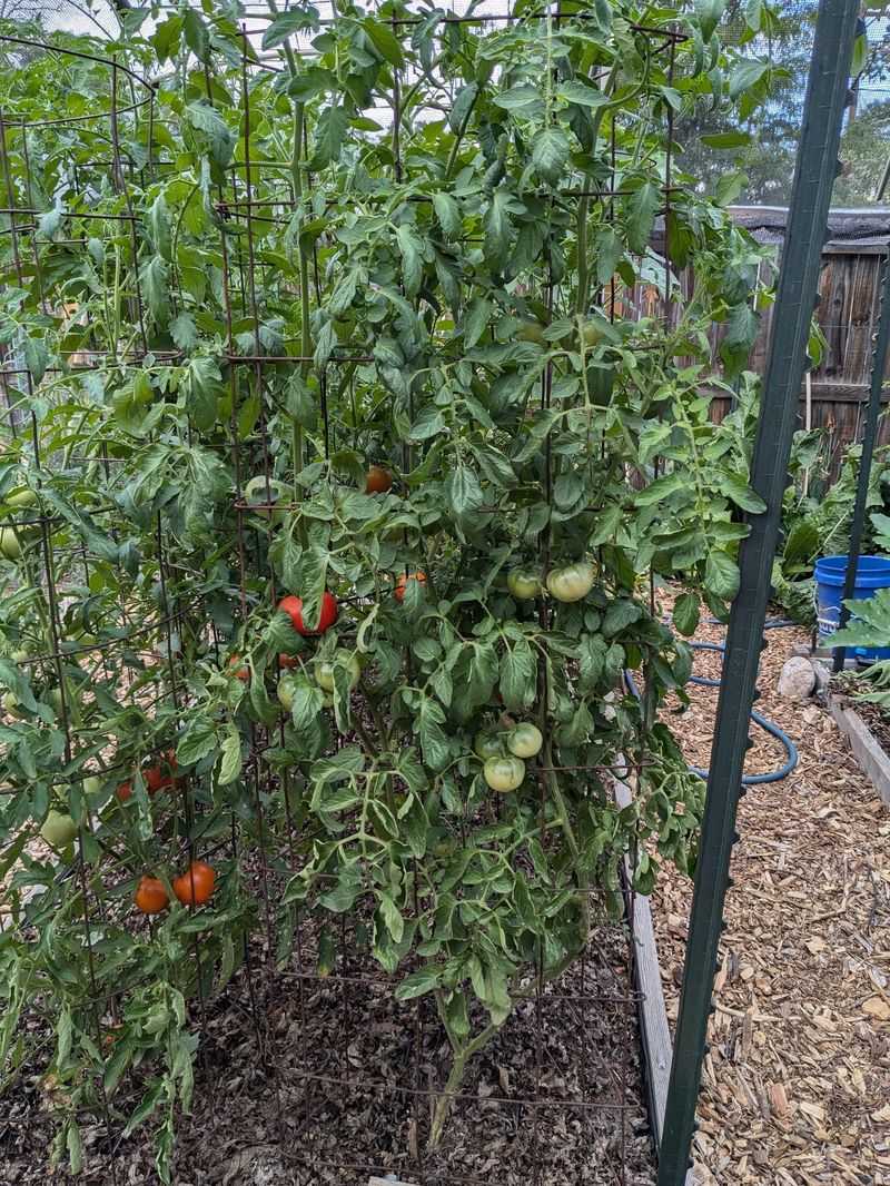 Indeterminate Varieties Can Sometimes Be Renewed Indeterminate Varieties Can Sometimes Be Renewed