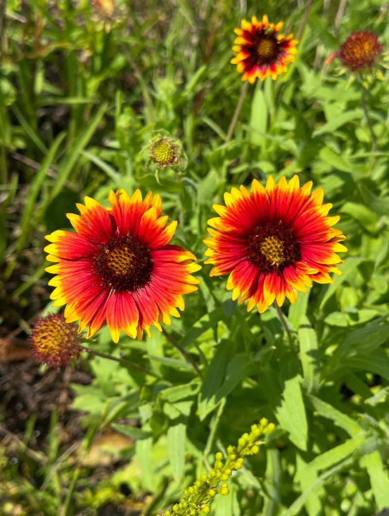 Indian Blanket Indian Blanket