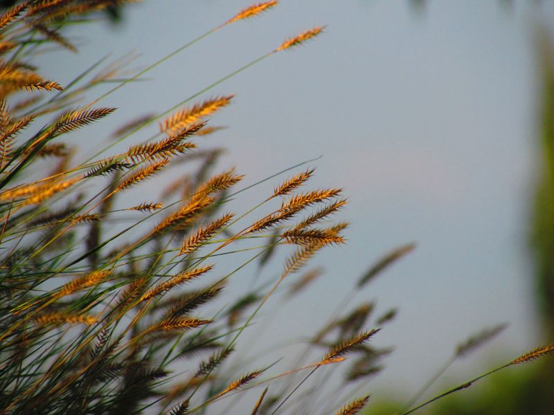 Indian Grass For Glowing Amber Plumes