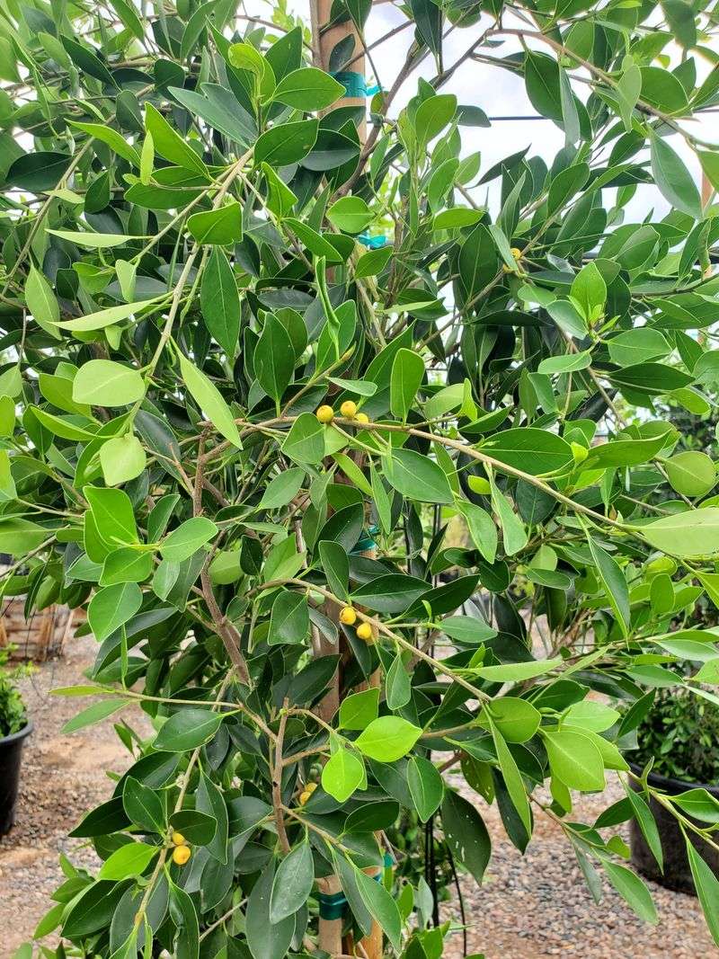 Indian Laurel Fig