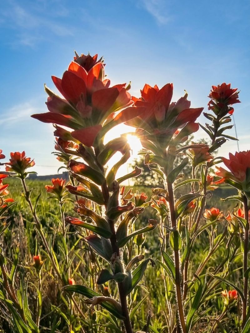 Indian Paintbrush