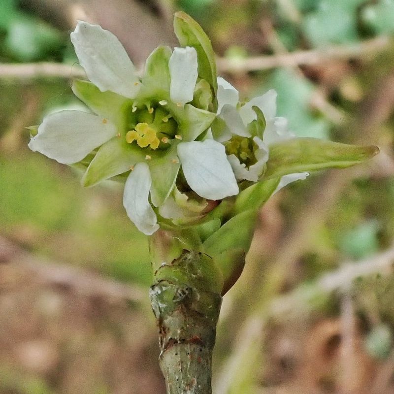 Indian Plum