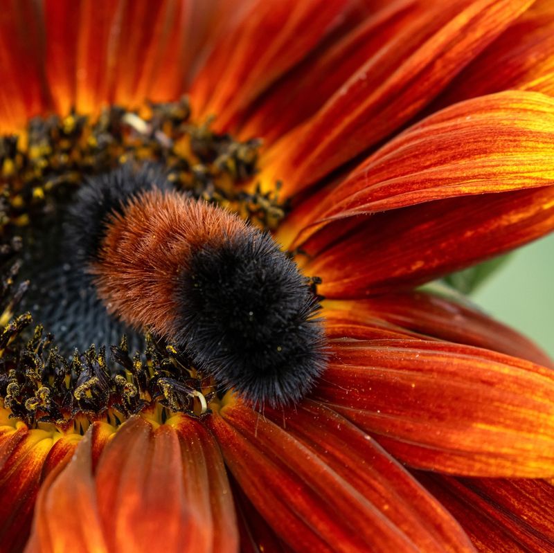 Indiana's Famous Banded Woolly Bear Indiana's Famous Banded Woolly Bear