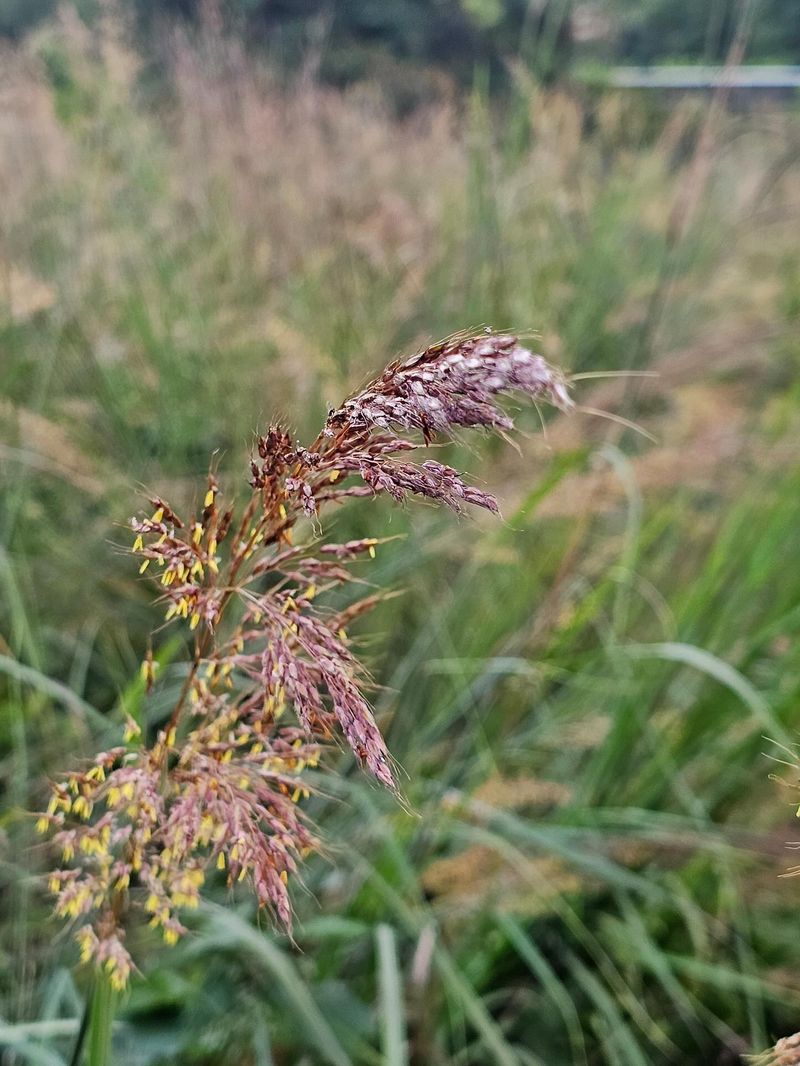 Indiangrass Adds Height And Golden Texture