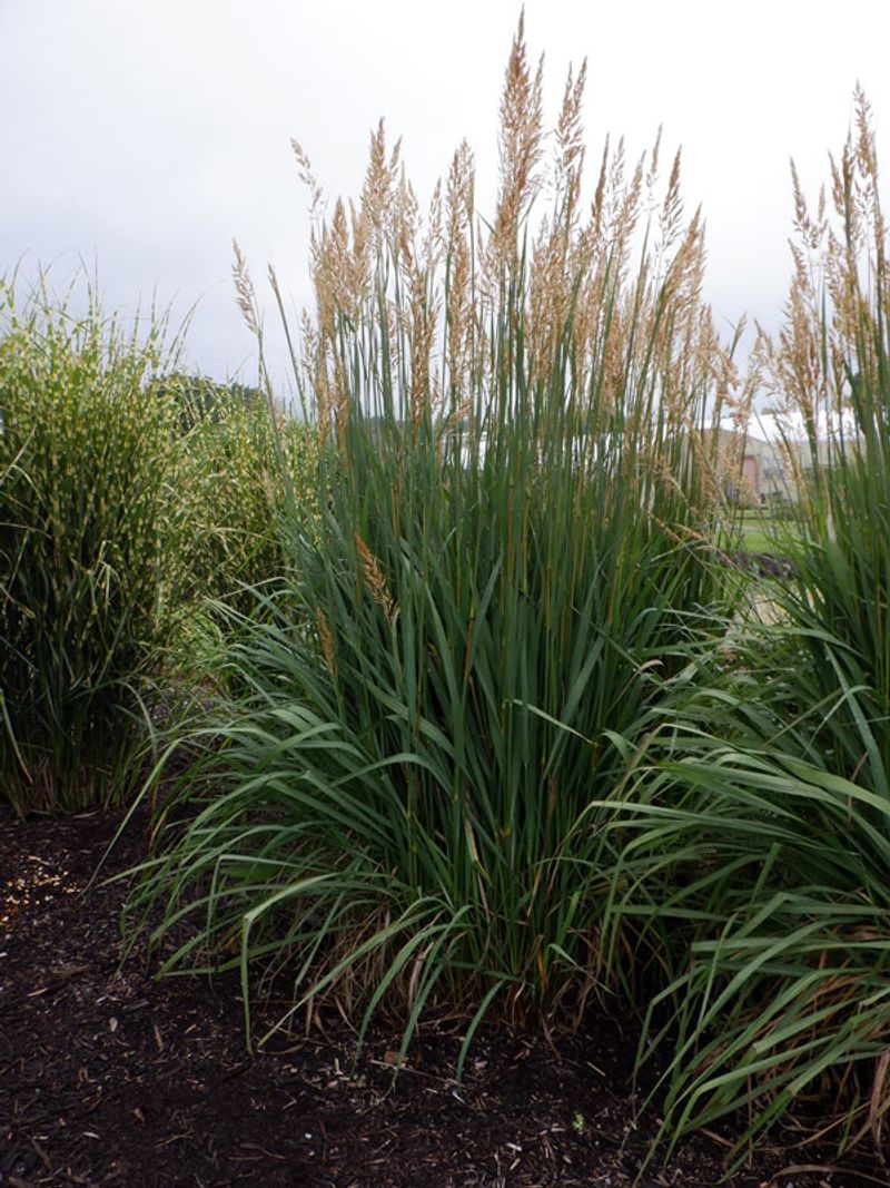 Indiangrass Forms Warm Golden Plumes In Fall Indiangrass Forms Warm Golden Plumes In Fall