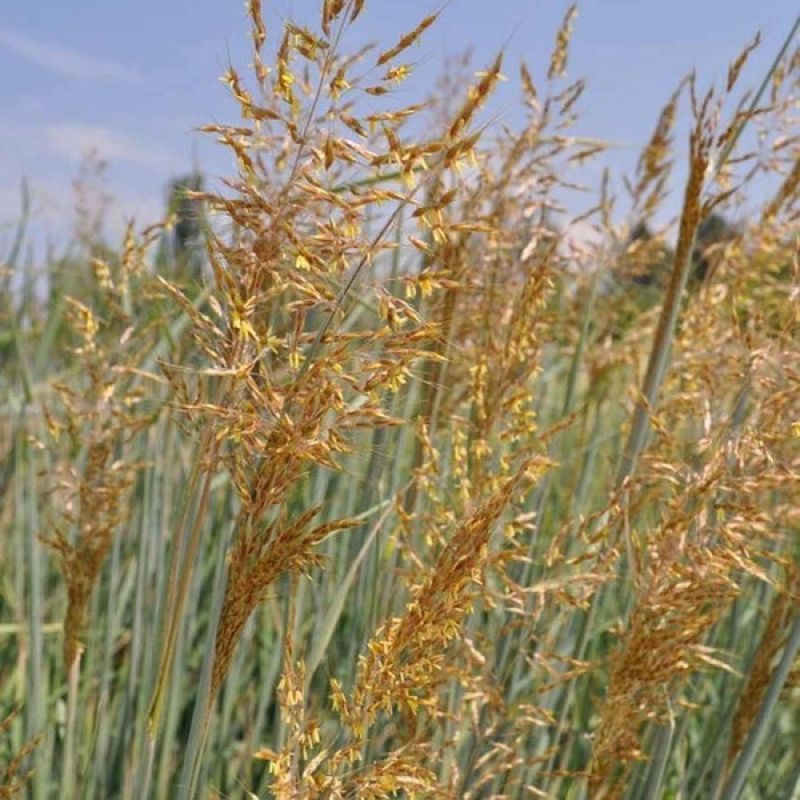 Indiangrass Keeps Its Golden Texture Into Winter Indiangrass Keeps Its Golden Texture Into Winter