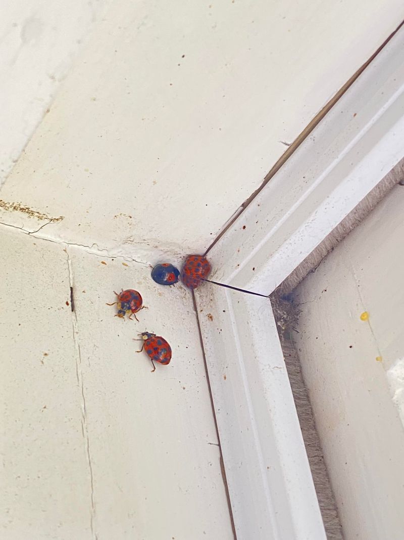 Indoor Beetles Usually Arrived From Outside Indoor Beetles Usually Arrived From Outside