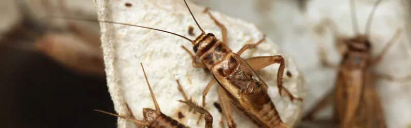 Indoor Guests Can Chew Through More Than Your Patience