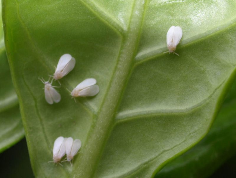 Indoor Pests Often Arrive With The Plant Indoor Pests Often Arrive With The Plant