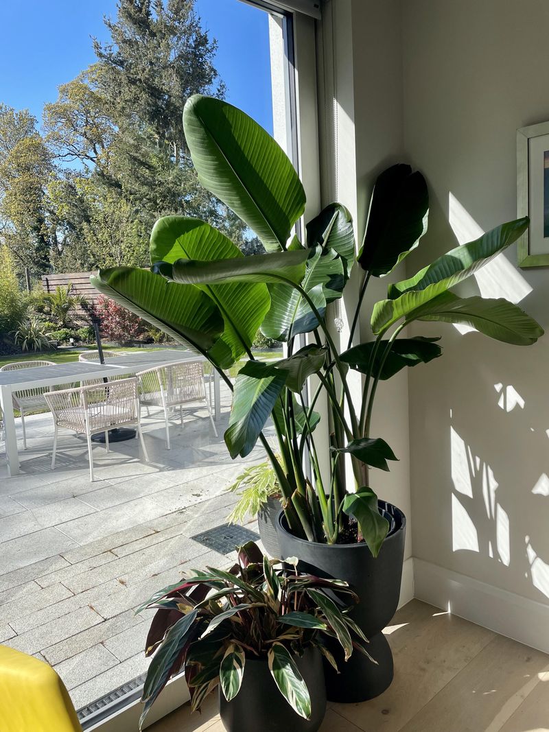 Indoor Plants Rarely Get Enough Direct Sun Indoor Plants Rarely Get Enough Direct Sun