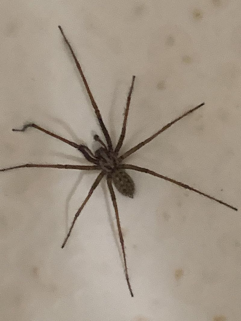 Indoor Residents All Along