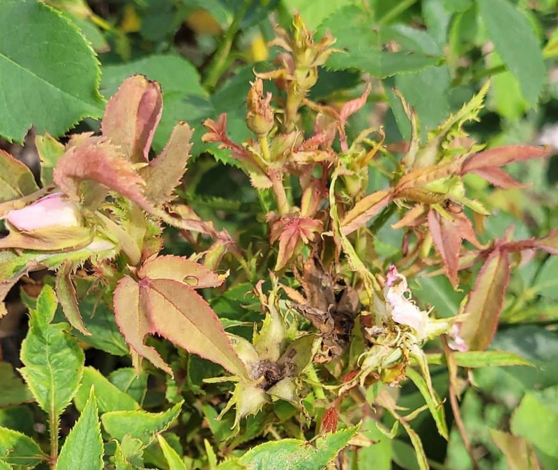 Infected Roses Cannot Be Cured