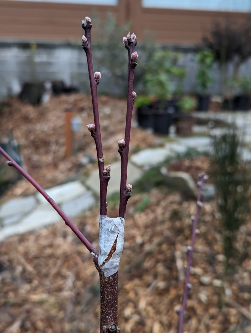 Infection Takes Hold As Buds Swell In Cool Wet Weather