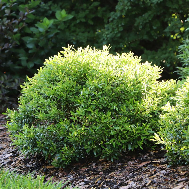 Inkberry Brings Evergreen Structure Without Boxwood Inkberry Brings Evergreen Structure Without Boxwood