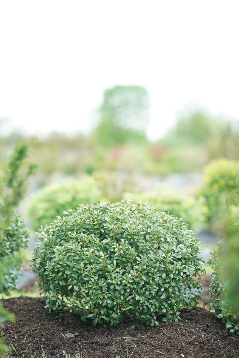 Inkberry Holly Brings A Boxwood Look With Less Fuss