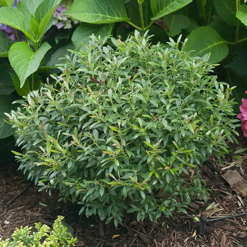 Inkberry Holly Brings Evergreen Privacy To Smaller Yards