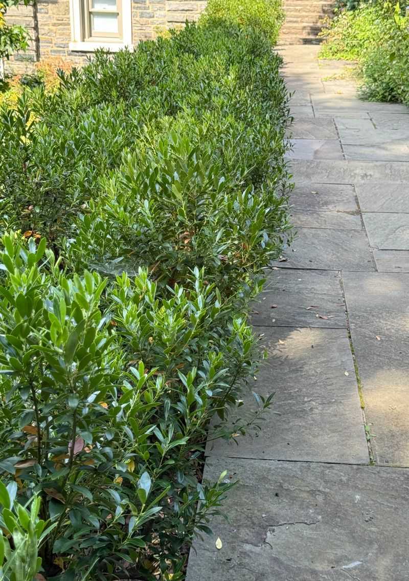 Inkberry Holly Creates A Tidy Evergreen Fence Line