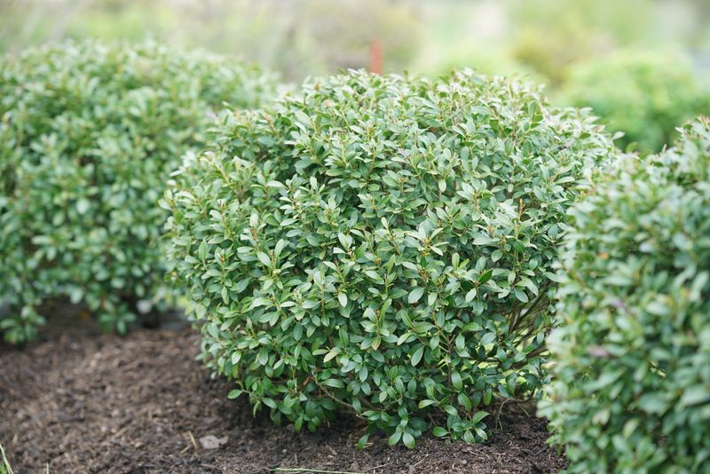 Inkberry Holly For A Glossy Year-Round Wall Inkberry Holly For A Glossy Year-Round Wall