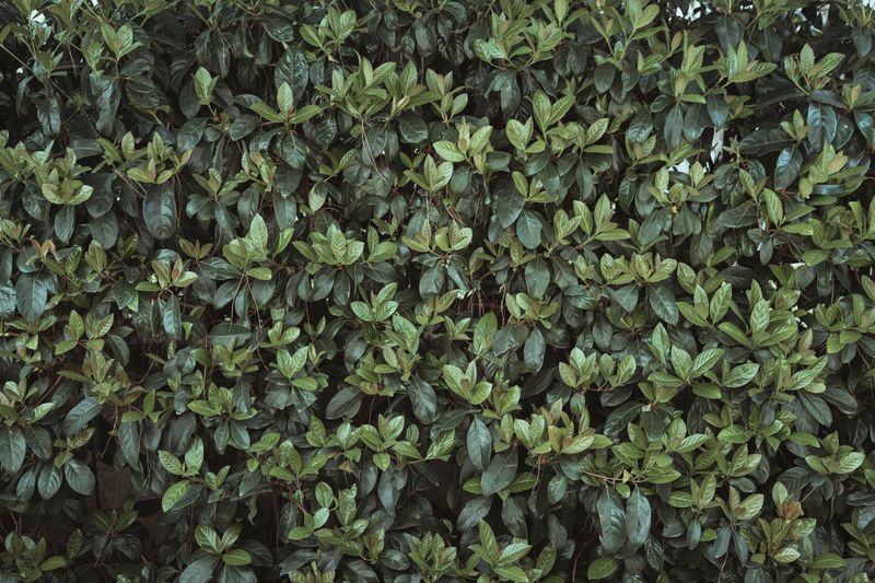 Inkberry Holly For A Tidy Year-Round Wall Inkberry Holly For A Tidy Year-Round Wall