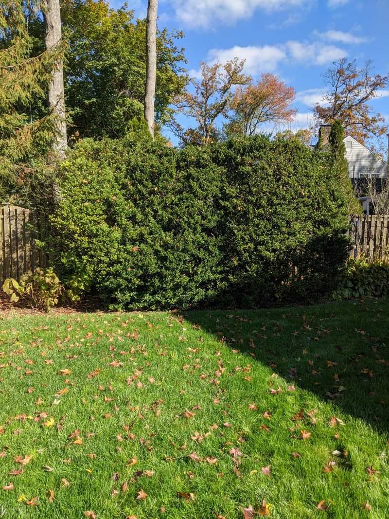 Inkberry Holly For Glossy Year-Round Coverage Inkberry Holly For Glossy Year-Round Coverage