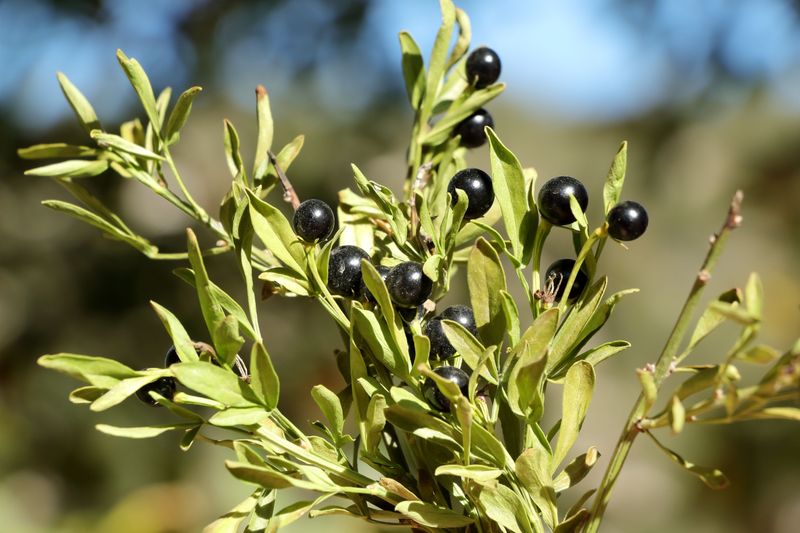 Inkberry Holly For Shiny Black Beads Inkberry Holly For Shiny Black Beads