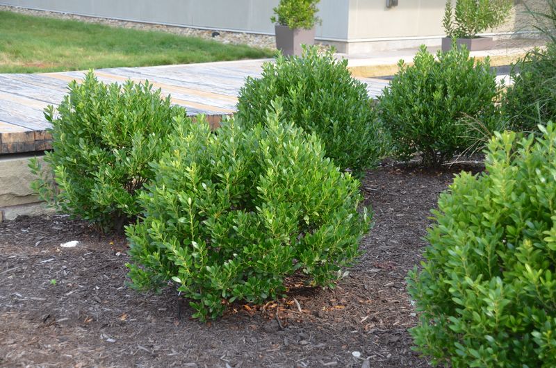 Inkberry Holly Is The Swap Worth Making