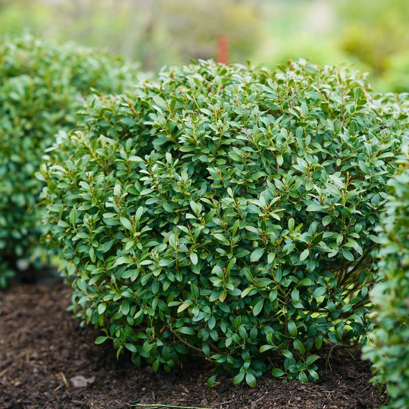Inkberry Holly Offers A Soft, Tidy Look Inkberry Holly Offers A Soft, Tidy Look