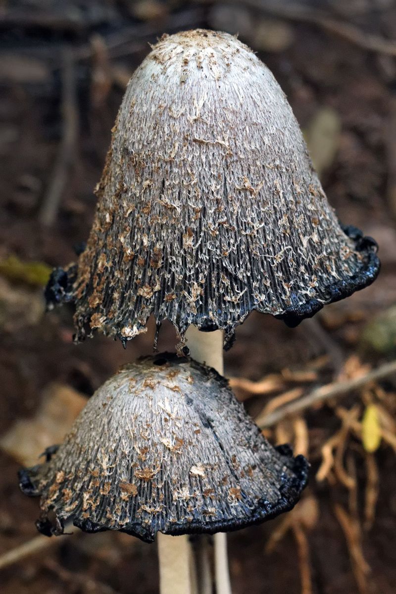 Inky Cap Signals Buried Wood Beneath The Surface