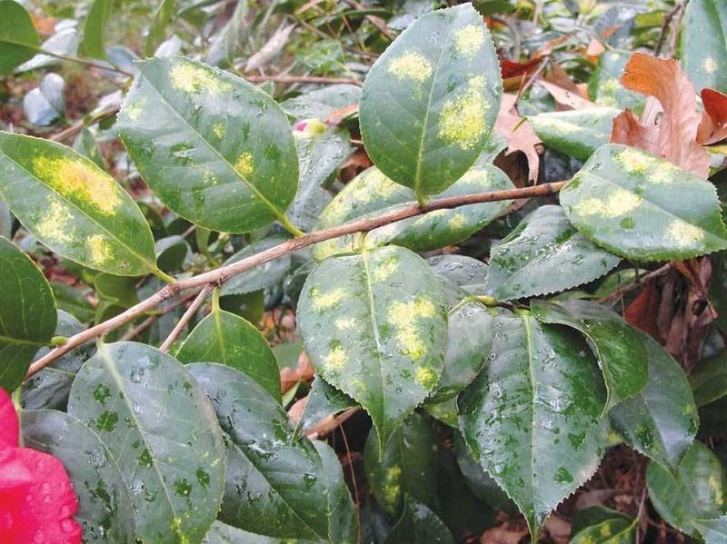 Insect Damage May Show Up Around Tender Growth Insect Damage May Show Up Around Tender Growth