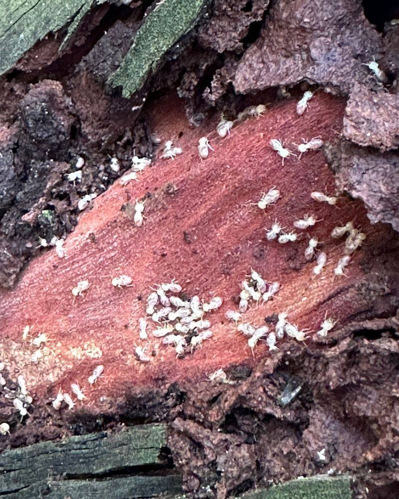 Insect Hitchhikers Like Ants, Termites And Beetles