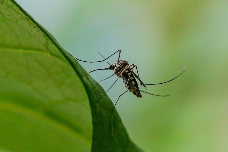 Insect Populations Are Peaking Insect Populations Are Peaking