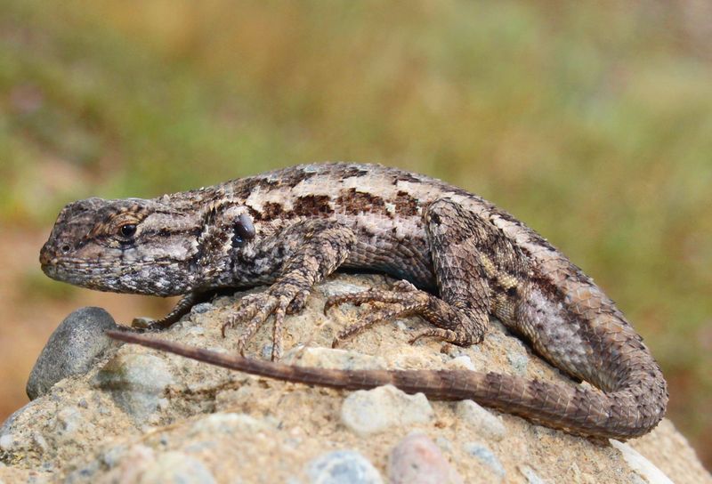 Insect Prey Becomes Harder To Find