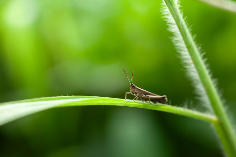 Insects Become An Essential Side Dish