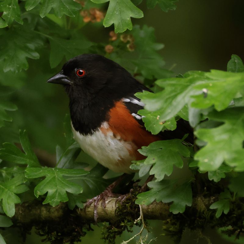Insects Beneath The Leaves Can Keep Towhees Coming Back Insects Beneath The Leaves Can Keep Towhees Coming Back
