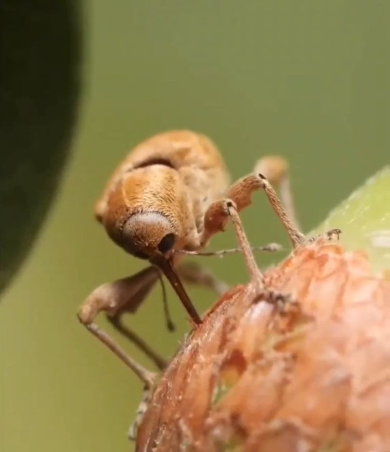 Insects May Cause Nuts To Drop From The Canopy