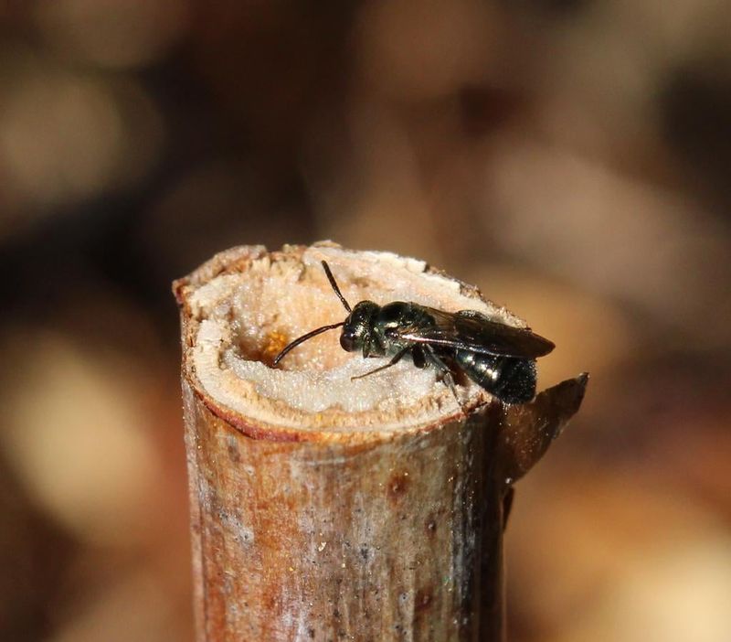Insects Need Standing Stems To Survive